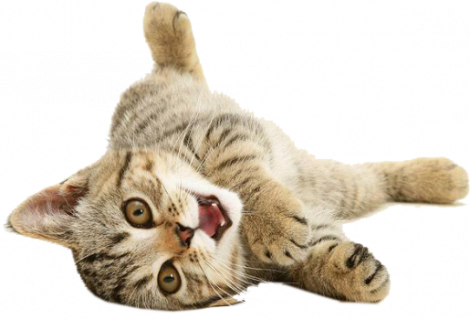 231-2316146_imagenes-de-gatos-png-transparent-cute-cat-png